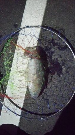 上げ潮狙いでエギング！