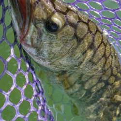 季節は秋！巻物のシーズン！！