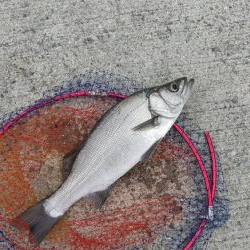 少なくなってきました