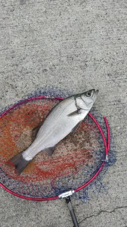 少なくなってきました