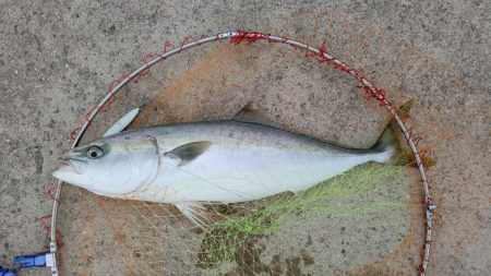 あと数センチでメジロ