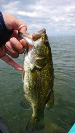 水温低下でシャローで爆発