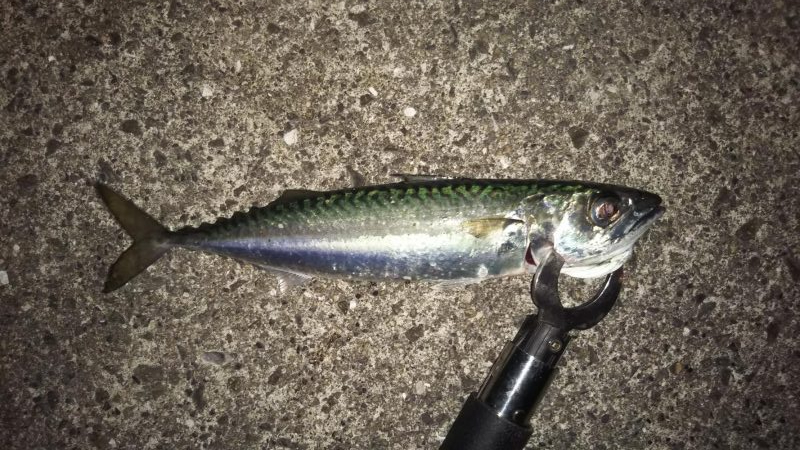 サバが続きます