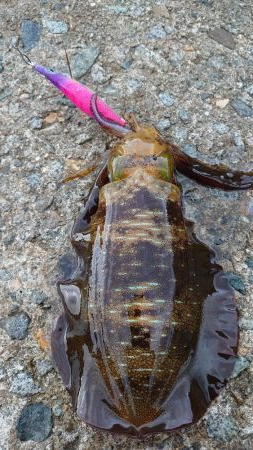 日本海エギング釣行