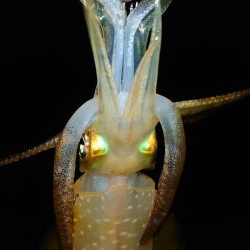 明石エギング釣行