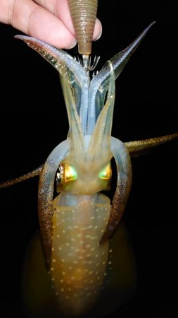 明石エギング釣行