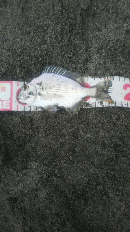 かわいいキビレ