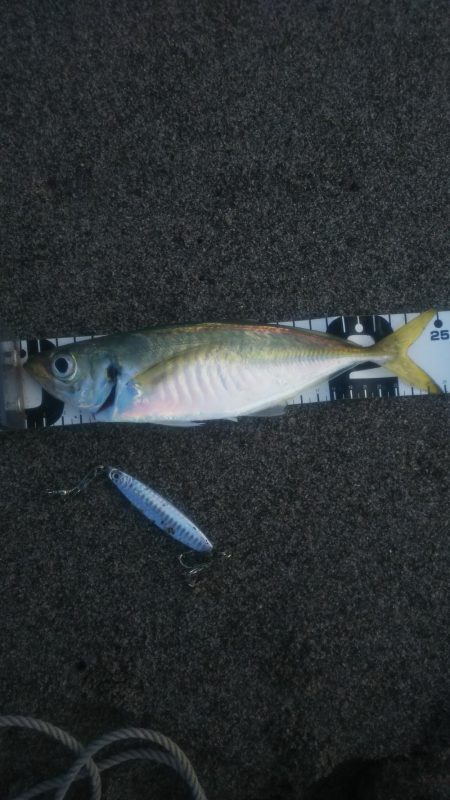 ショアジギでアジ