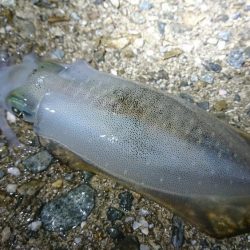 まだコロッケサイズ