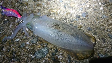 まだコロッケサイズ