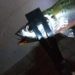 ガシラ5  中サバ6