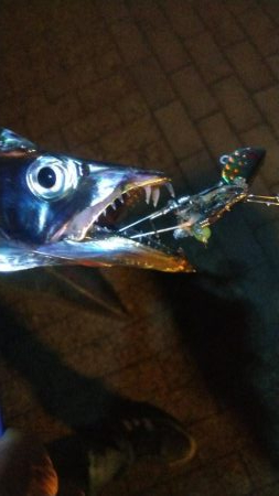 タチウオ2   ガシラ12   中サバ3