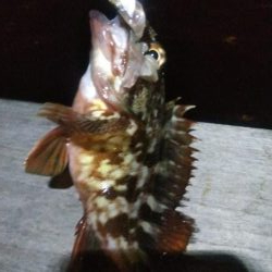 ガシラ20  イワシ5  サバ3