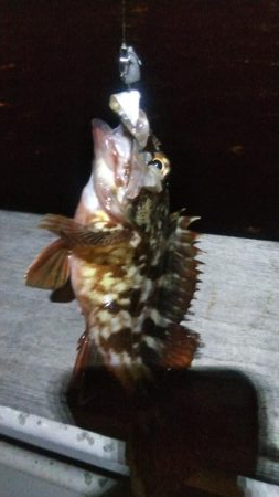 ガシラ20  イワシ5  サバ3