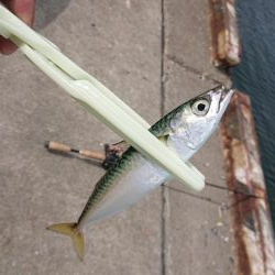 またしてもサバか