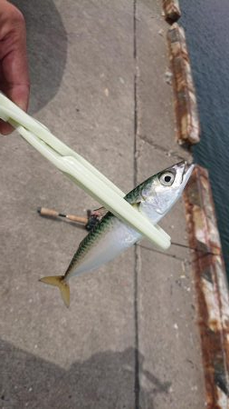 またしてもサバか