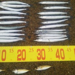 チヌ狙いサヨリ後サゴシ