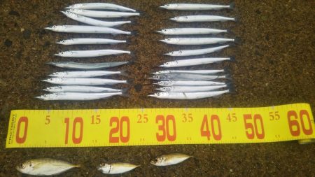 チヌ狙いサヨリ後サゴシ