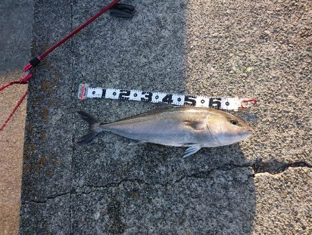 ショアジギング、太刀魚浮き