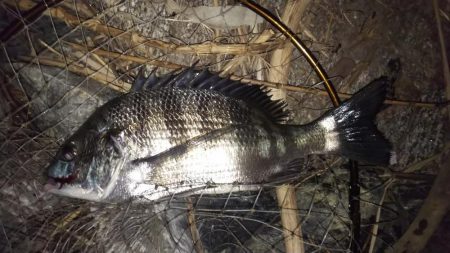 仲間をチニングに招待