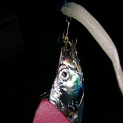 今期初遠征であいつを仕留めたった