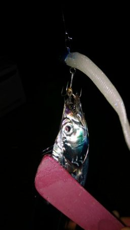 今期初遠征であいつを仕留めたった