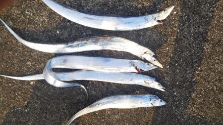 タチウオ&キスリベンジ