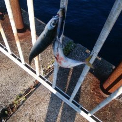 タチウオは不在もサバ祭り