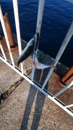 タチウオは不在もサバ祭り