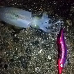 ナイトエギング