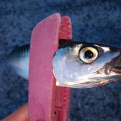 今年もタチウオ遅いな～