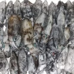 新子エギング！40杯オーバー