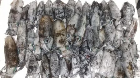 新子エギング！40杯オーバー