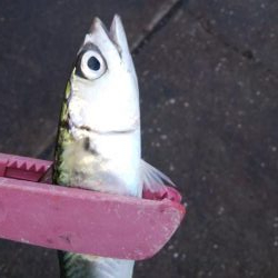 どこもかしこもサバしかおらん