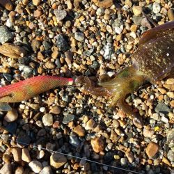 サーフエギングで30杯