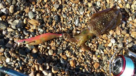 サーフエギングで30杯