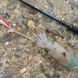 マズメ～ナイトエギングで胴長15cm