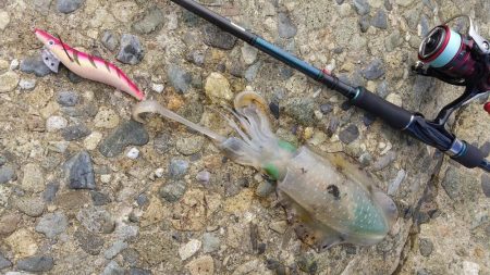 マズメ～ナイトエギングで胴長15cm