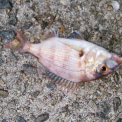 タチウオ調査で真鯛