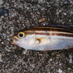 タチウオ調査でイサキ