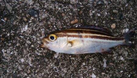 タチウオ調査でイサキ