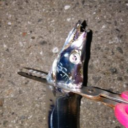 タチウオ調査でやっとタチウオ