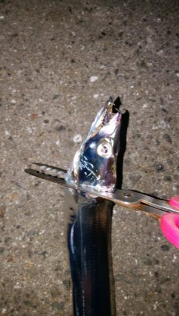 タチウオ調査でやっとタチウオ