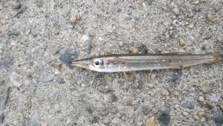 タチウオ調査でカマス