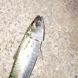 南港タチウオ調査