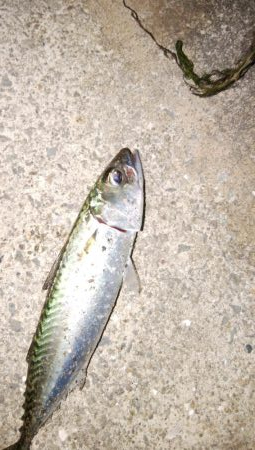 南港タチウオ調査