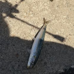 アジングタックルでライトゲーム