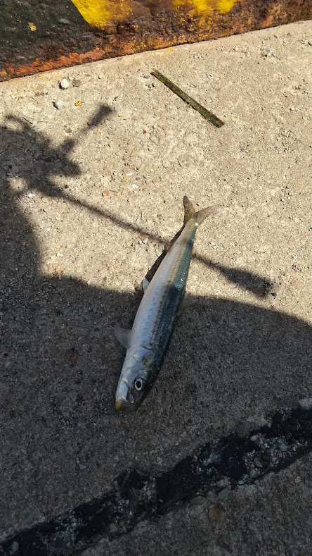 アジングタックルでライトゲーム