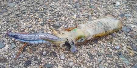 アオリイカ調査