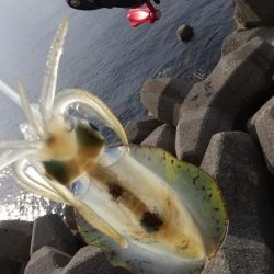 ナイトエギング